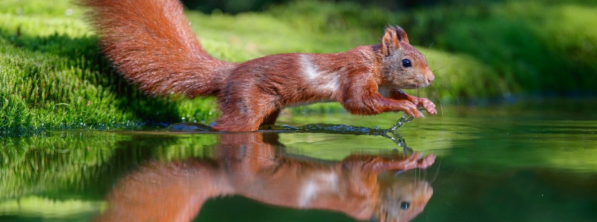 Eichhörnchen springt übers Wasser, es spiegelt sich an der Wasseroberfläche